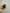 RIKI MERIDIAN BRUSH